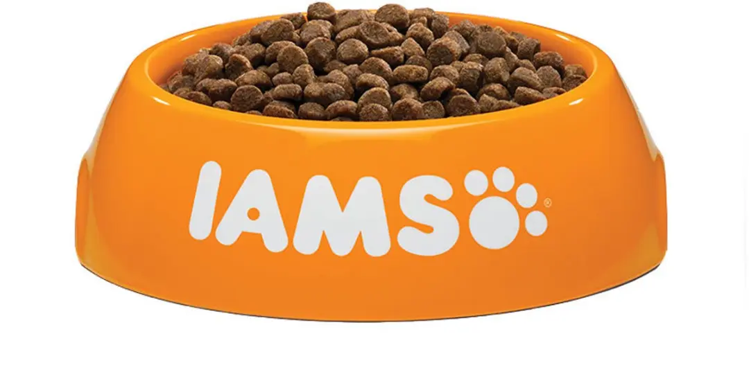Iams Kat Kitten/Junior Kip 1,5 kg