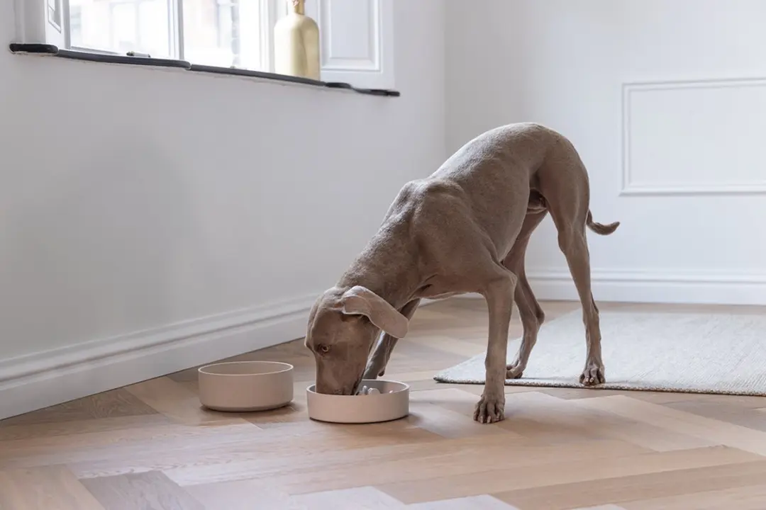Designed by Lotte Pom Antischrokbak Hond - 1430ml - Beige