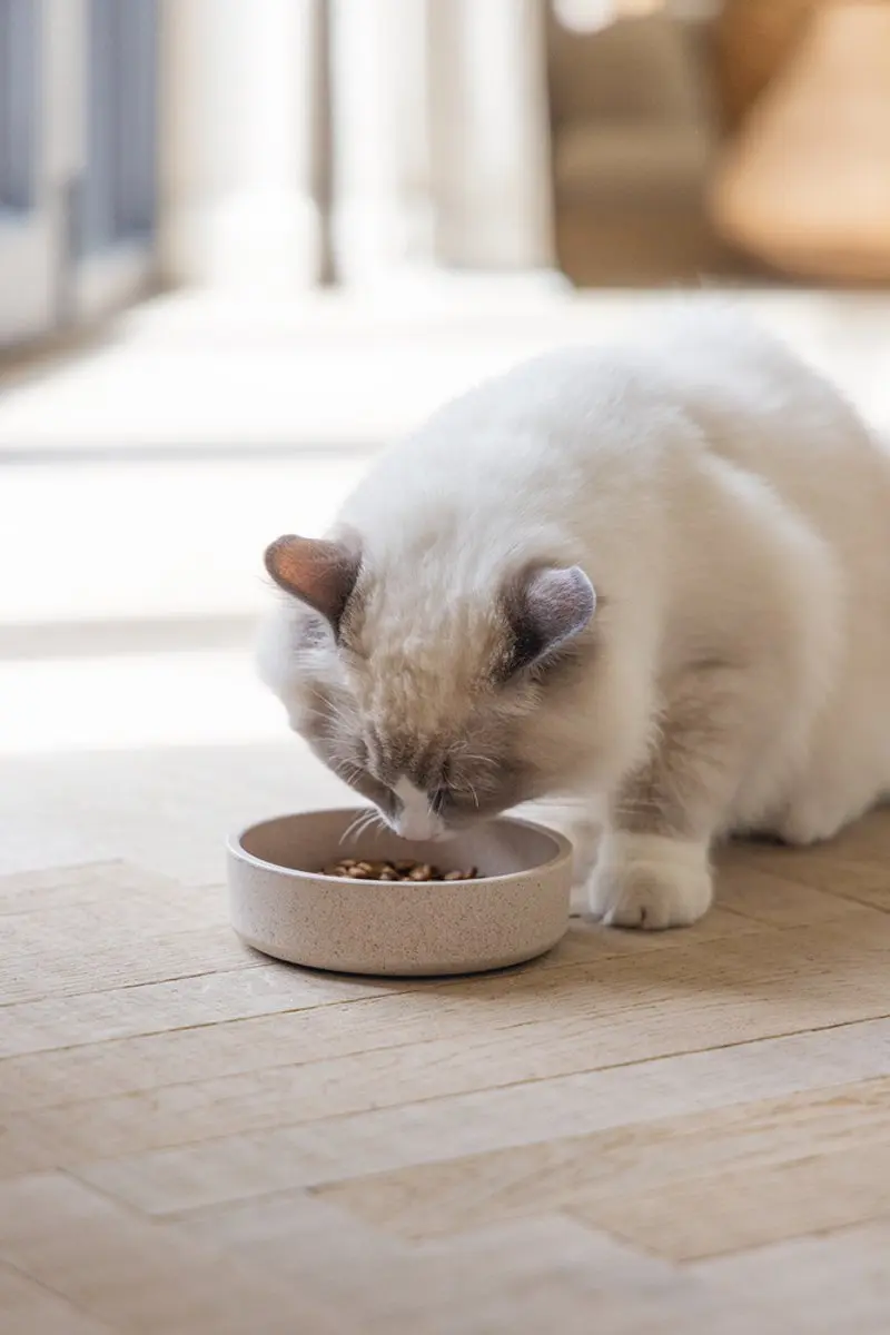 Designed by Lotte Eetbak Noor Kat - Bamboe 12cm - Beige