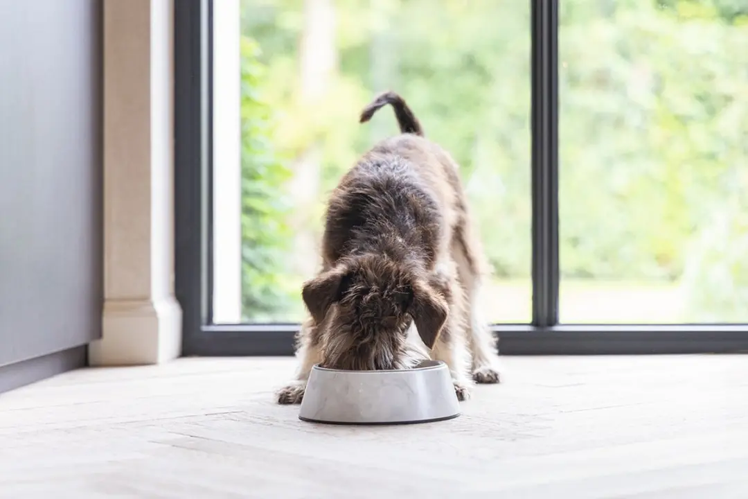 Designed by Lotte Meis Voerbak Hond - 700ml Wit