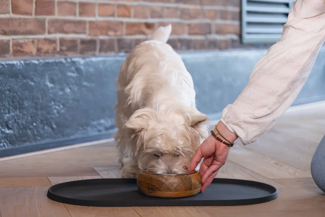 Designed by Lotte Oona Placemat Hond/Kat - Antraciet 45x25cm