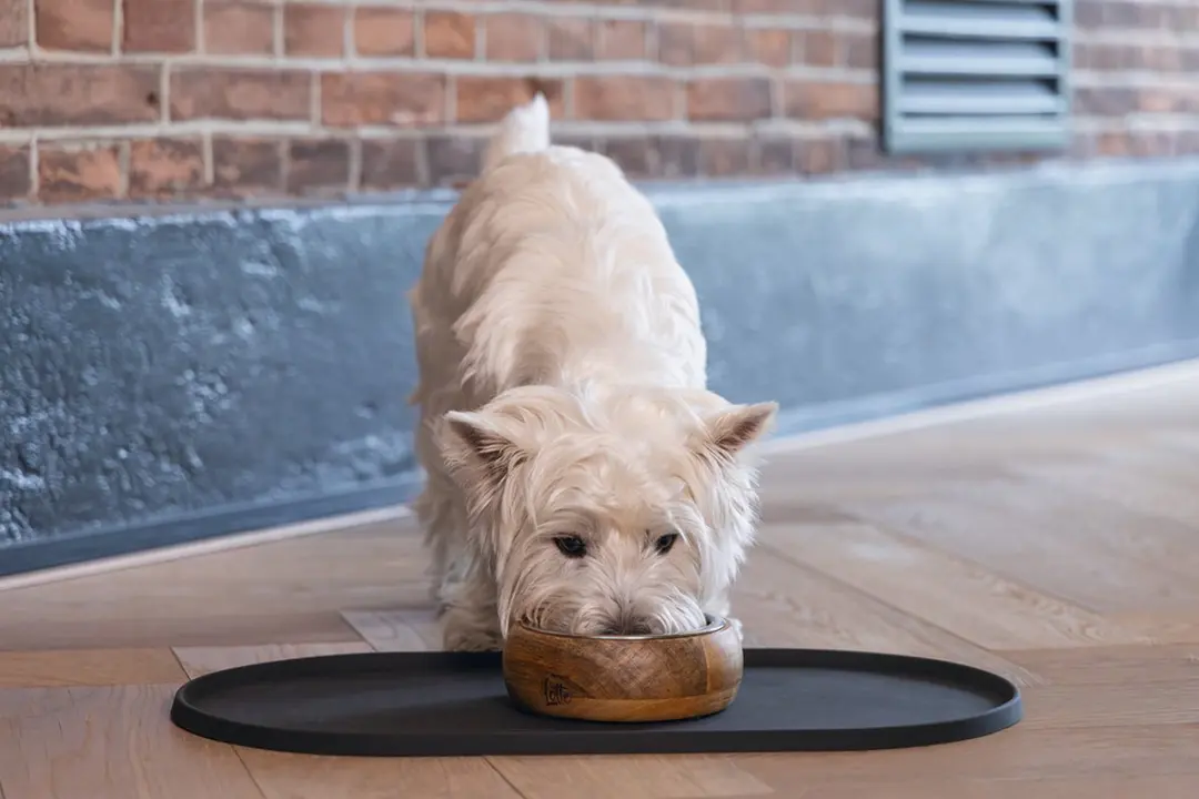 Designed by Lotte Oona Placemat Hond/Kat - Antraciet 45x25cm