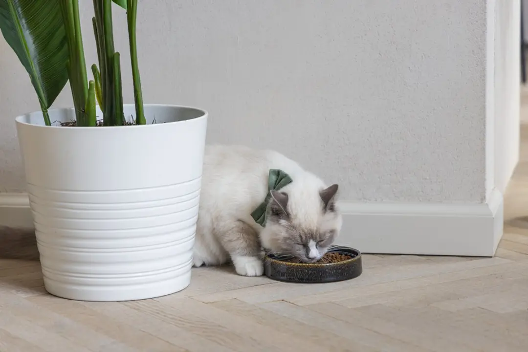 Designed by Lotte Jace Eet- en Drinkbak Keramiek - 15cm - 300ml - Zwart