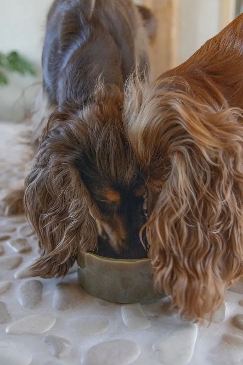Designed by Lotte Jace Voerbak Hond Keramiek - 700ml - Groen