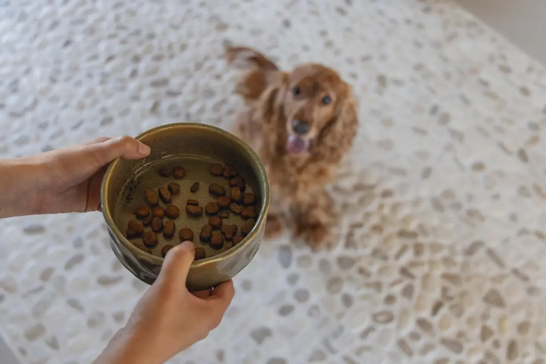 Designed by Lotte Jace Voerbak Hond Keramiek - 700ml - Groen