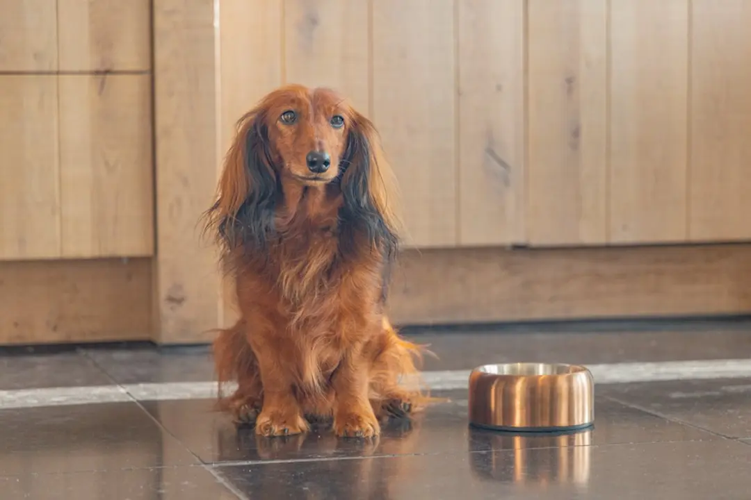 Designed by Lotte Noar Voerbak Hond - Brons - 470ml