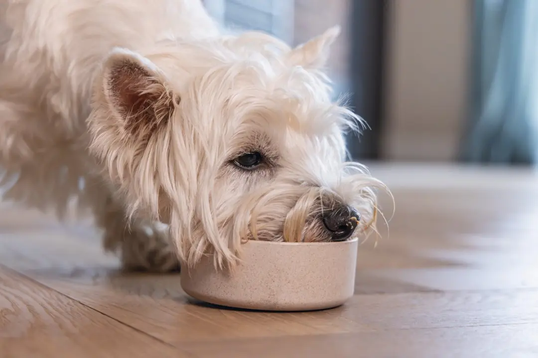 Designed by Lotte Noor Voerbak Hond - Bamboe Beige 12cm