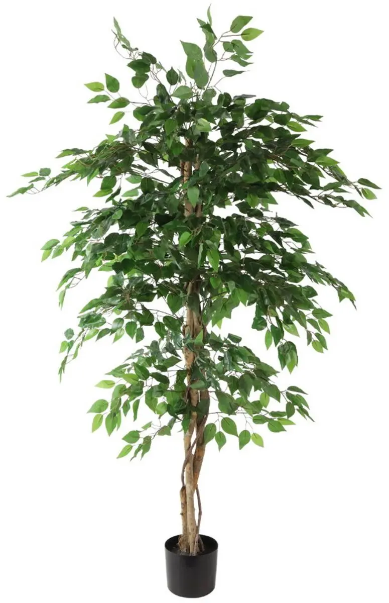 Countryfield Ficus benjamina