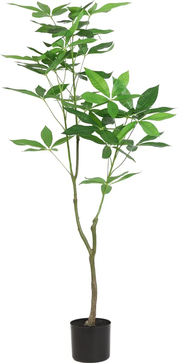 Pachira L groen