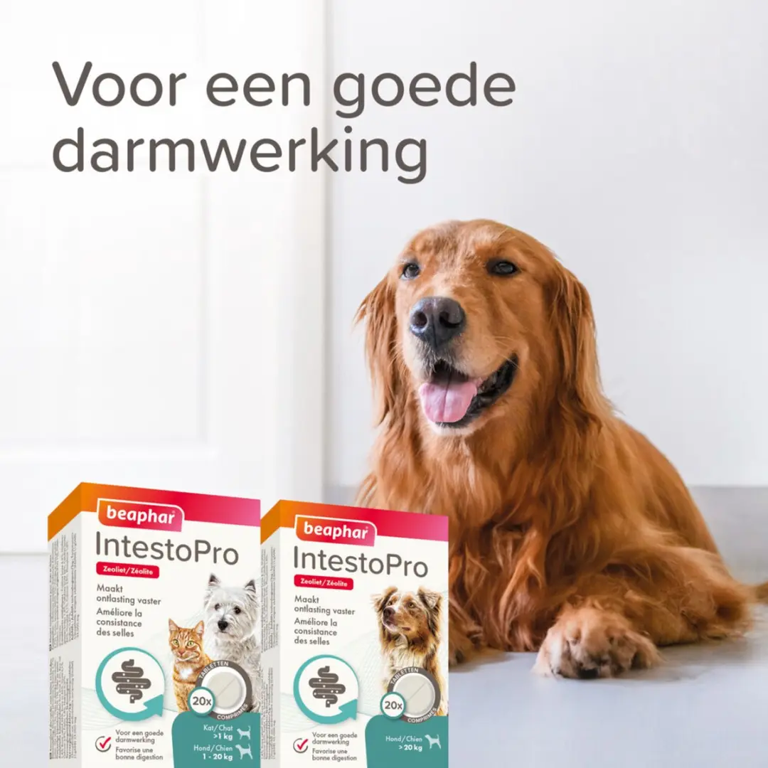 Beaphar IntestoPro Tabletten Hond 20kg+ - 20 Stuks - afbeelding 5 van 6