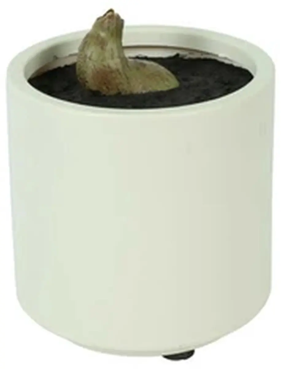 Countryfield Kunstpl Ficus Lyrata 15x15x66cm - Groen - afbeelding 3 van 3