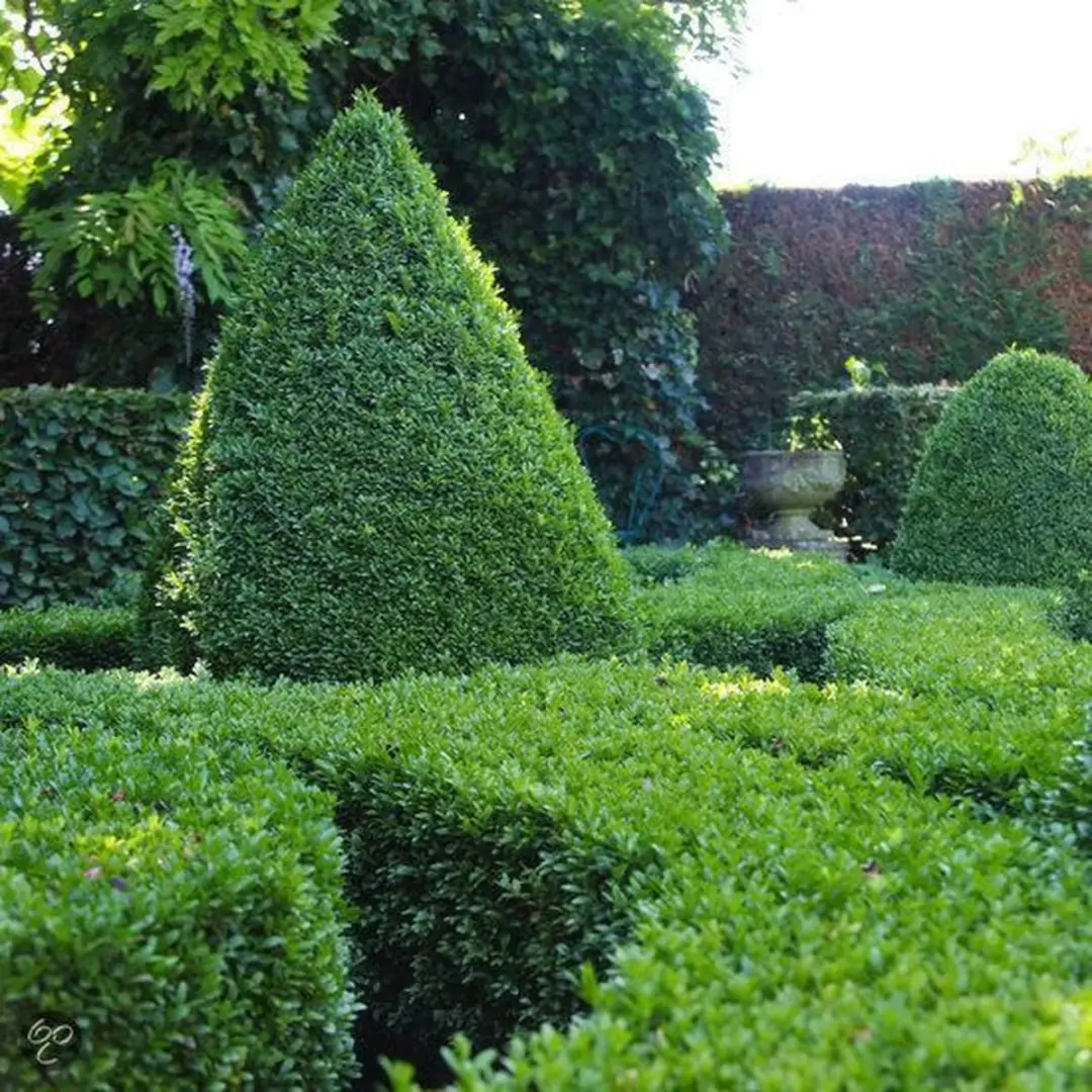ECOstyle Buxus Bladvoeding 750ml - Voor alle planten - afbeelding 4 van 5