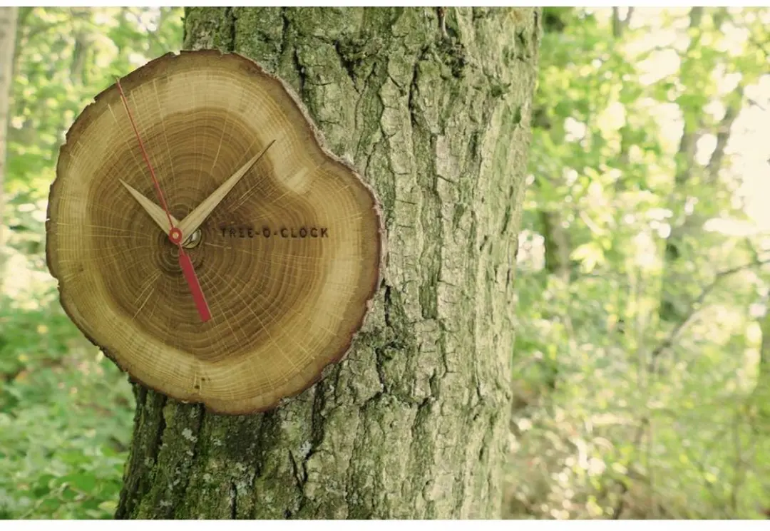 TFA Dostmann Boomschijf Wandklok 18cm - Geolied Eikenhout - afbeelding 3 van 6