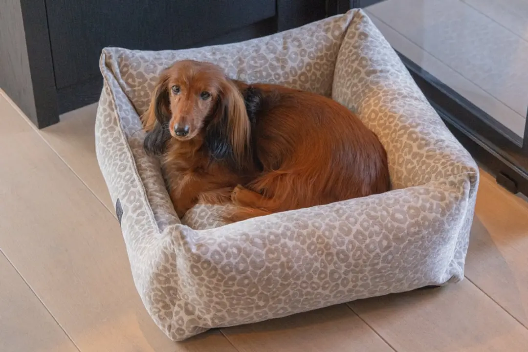 Designed by Lotte Wild Essence Orthopedische Hondenmand - 65x60x24cm