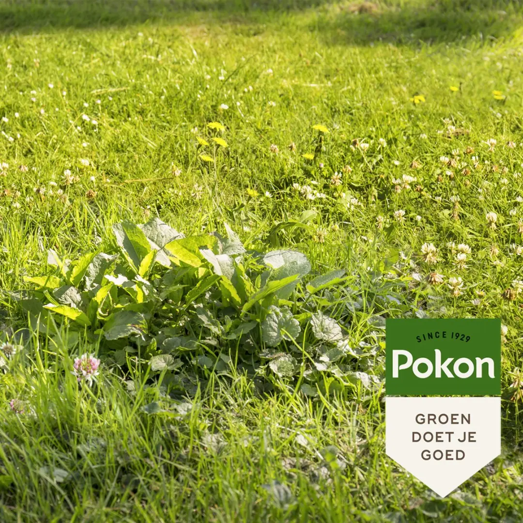 Pokon Onkruid Weg! 5kg Onkruidverdelger - 250m² - afbeelding 4 van 6