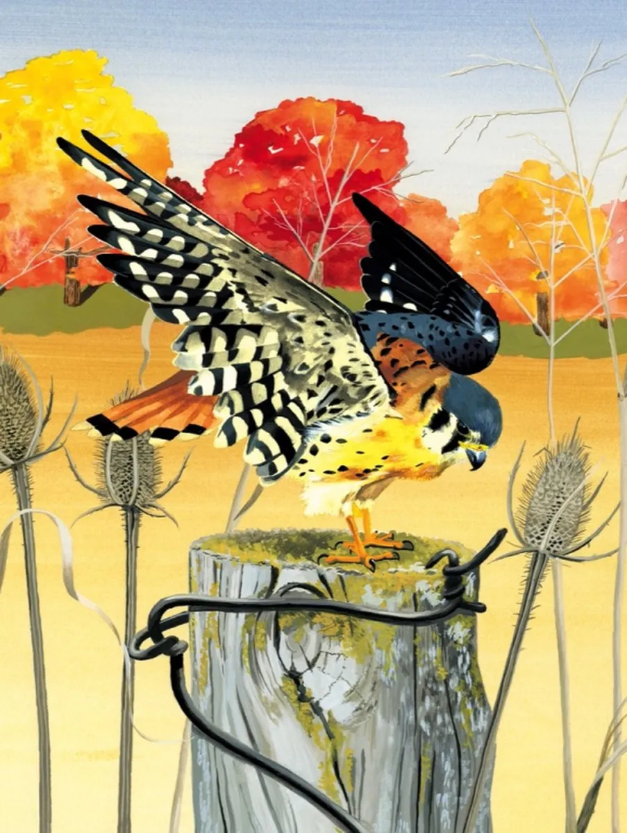 The New York Puzzle Company Cornell Lab American Kestrel 1000 Stuks - Multi
