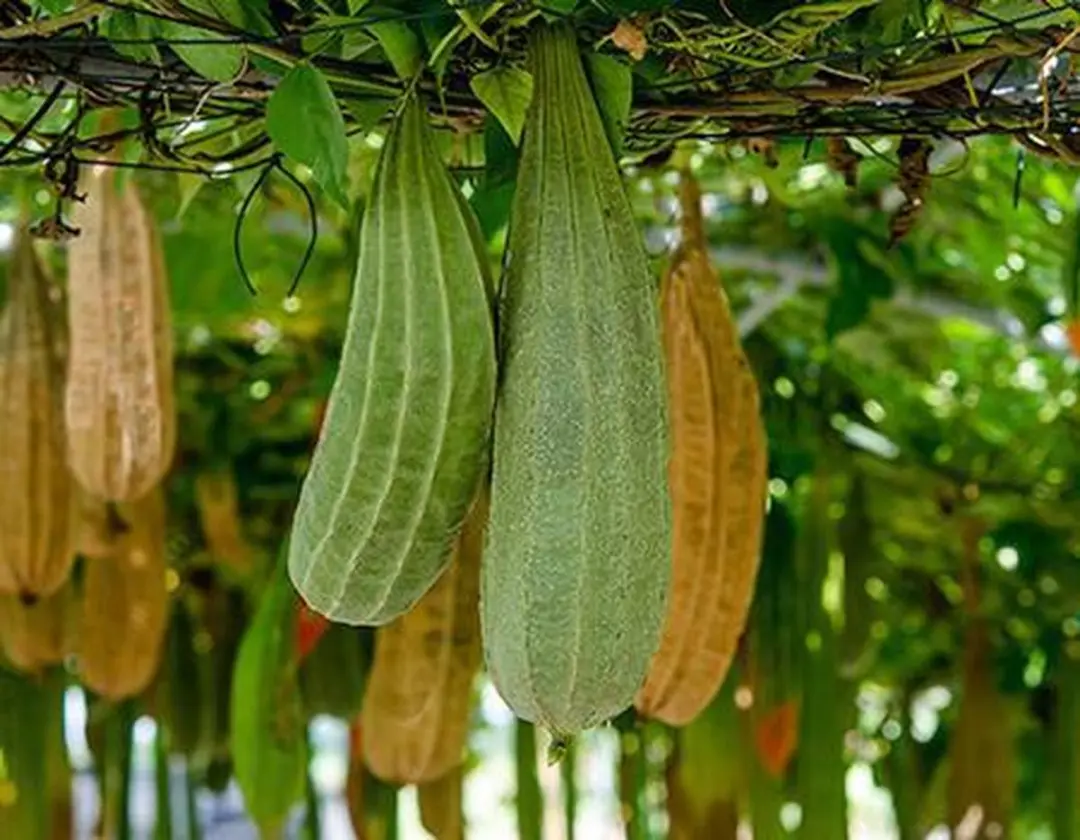 Loofco Bad Douche Spons - Naturel