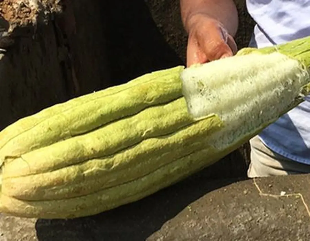 Loofco Bad Douche Spons - Naturel