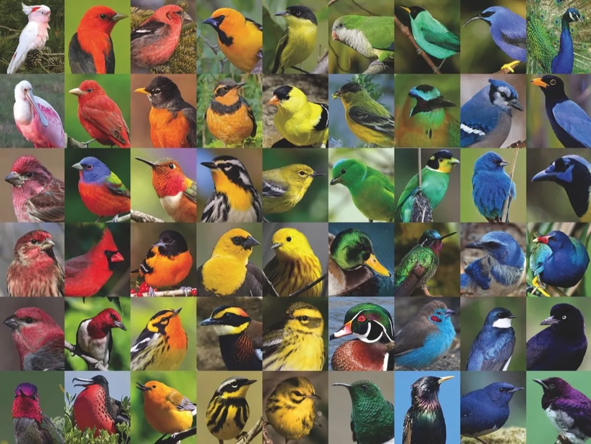 The New York Puzzle Company Cornell Lab Rainbow of Birds 1000 Stuks - Puzzle