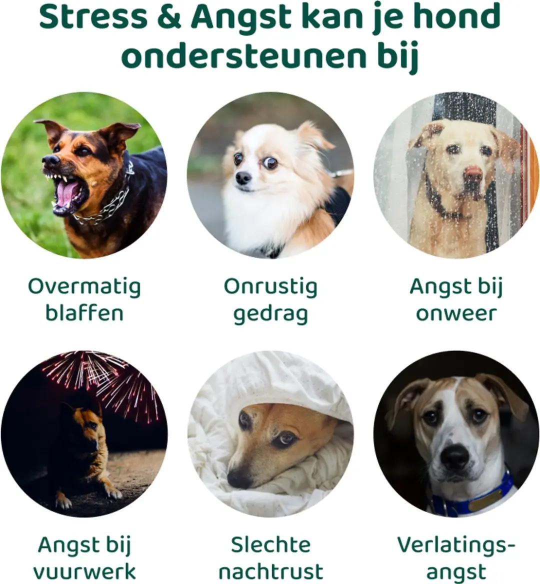 Stress & Angst Supplement Honden 60 Stuks - Met Hennepzaadolie & L-Tryptofaan - afbeelding 4 van 6