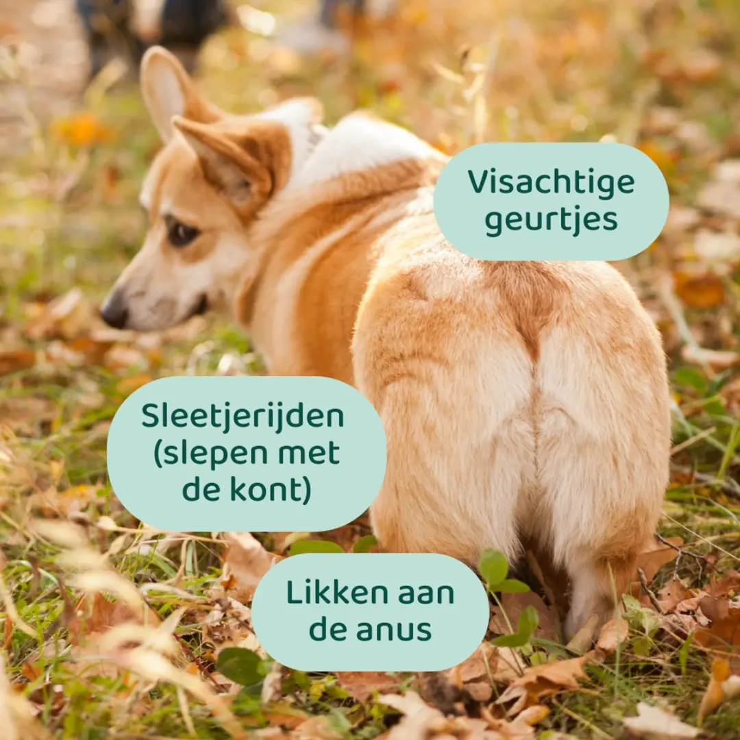 Anaalklieren Probiotica Forte Honden 60 Snoepjes - 3.4 miljard CFU - afbeelding 3 van 6
