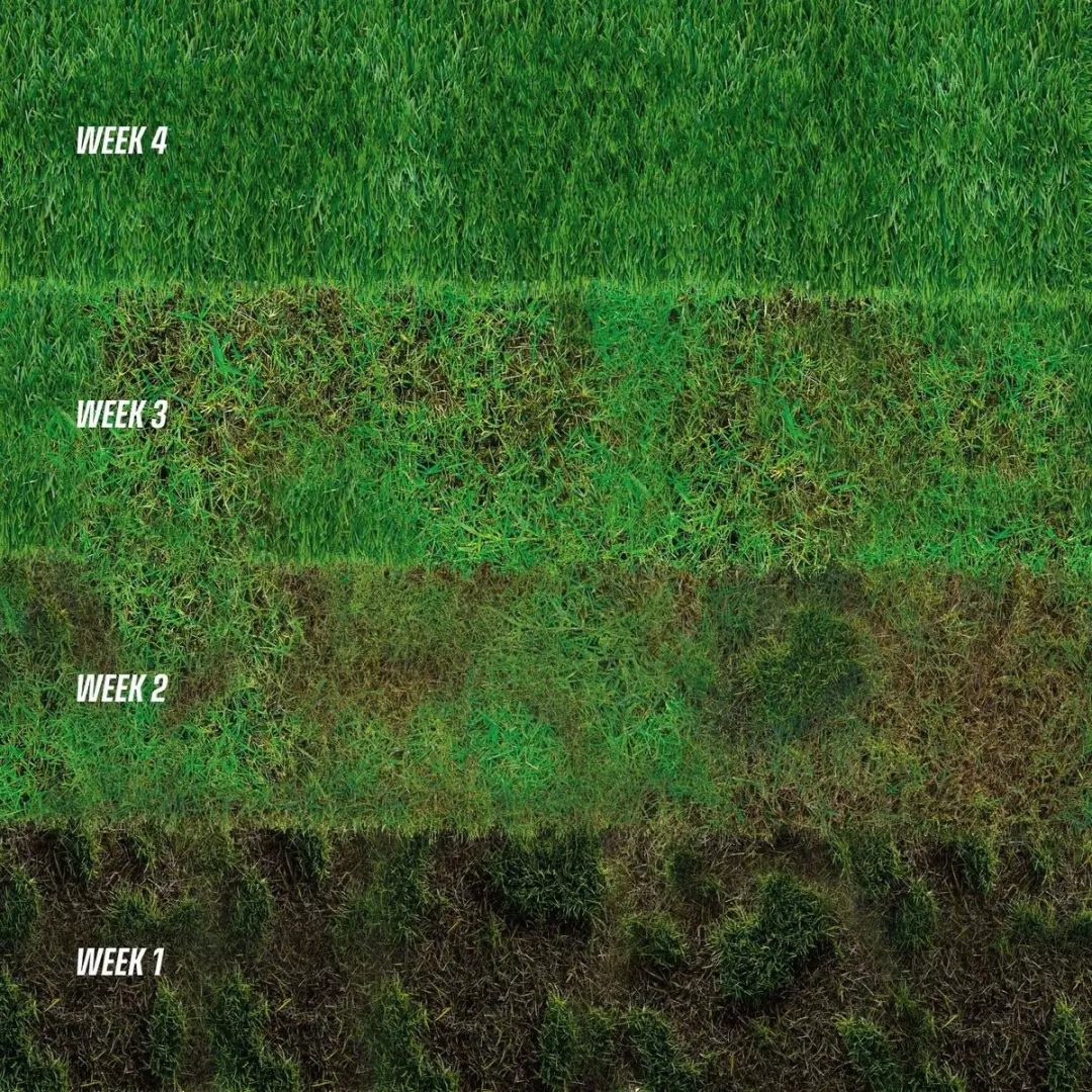 ECOstyle GazonMax 4kg - Gazonmest, Graszaad & Kalk - 80m2 - afbeelding 4 van 6