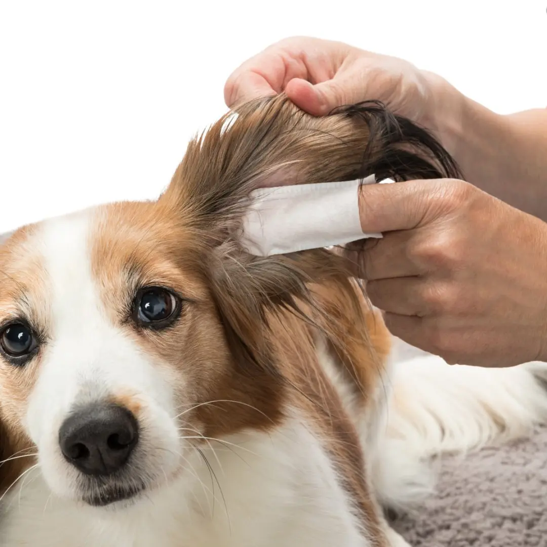 Trixie Oordoekjes Hond - 50 Stuks