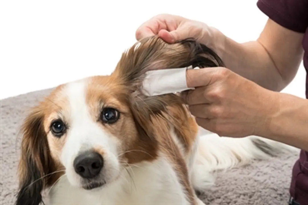 Trixie Oordoekjes Hond - 50 Stuks