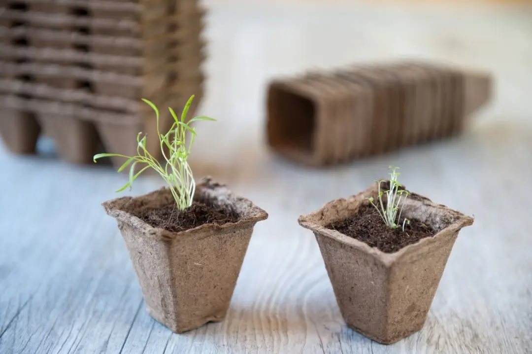 Nature Biopot 6x6cm Stekpotjes - 20 Stuks - afbeelding 2 van 3