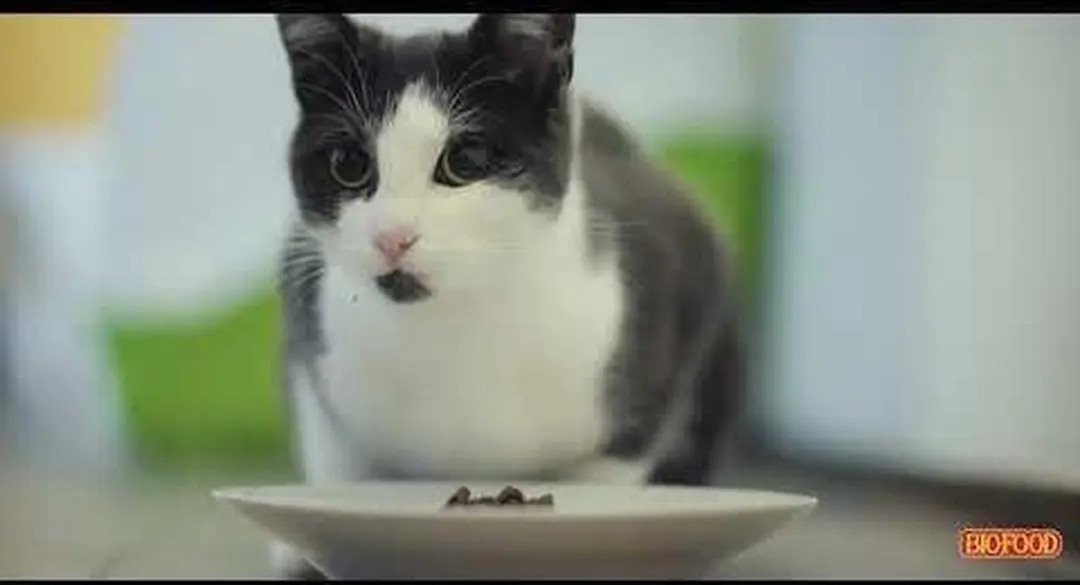 BF Petfood Biofood Giant 12.5 KG