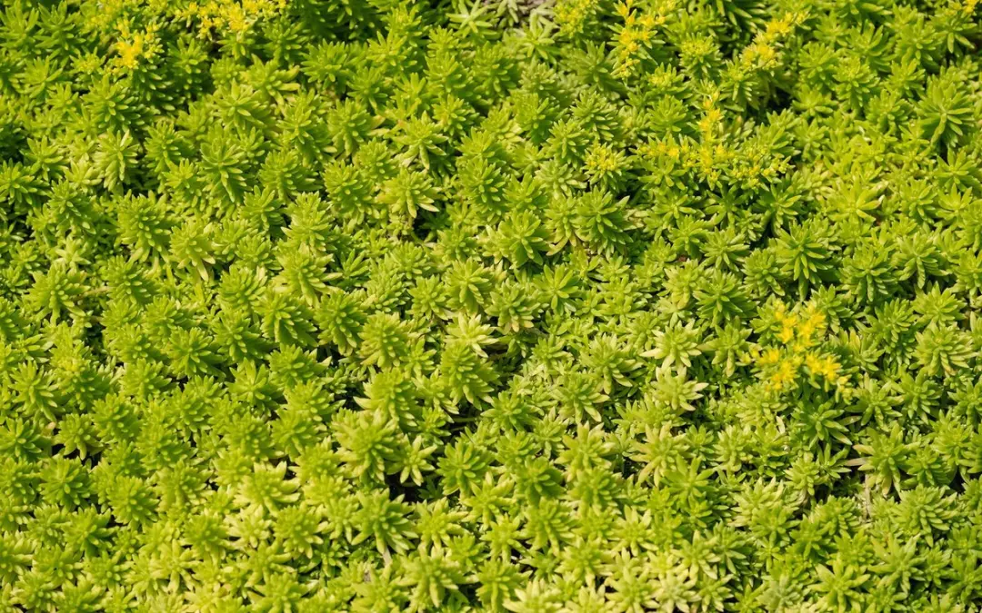 ECOstyle Sedum & Groene Daken AZ Onkruidvrij Groen Dakvoeding 1600g - 20m2 - afbeelding 3 van 6