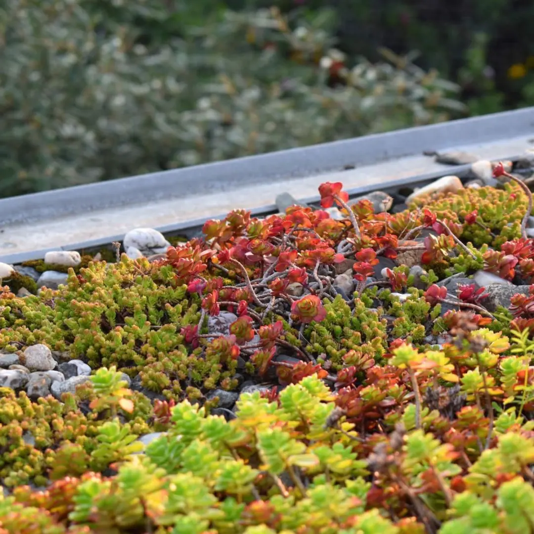 ECOstyle Sedum & Groene Daken AZ Onkruidvrij Groen Dakvoeding 1600g - 20m2 - afbeelding 2 van 6
