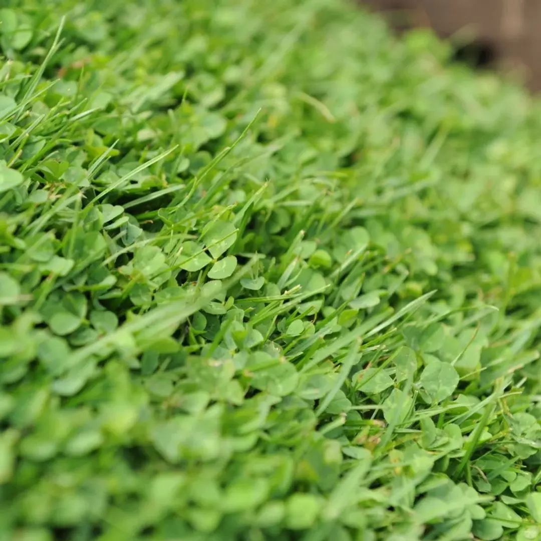 ECOstyle AZstyle Graszaad met Microklaver 1kg - 50m² - afbeelding 5 van 6