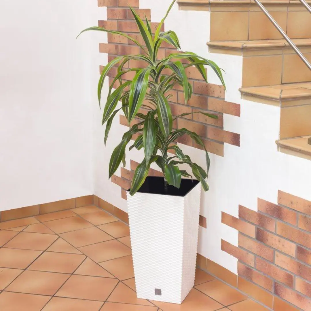 Prosperplast Rato Square Bloempot 33x33x61cm Wit - afbeelding 6 van 6