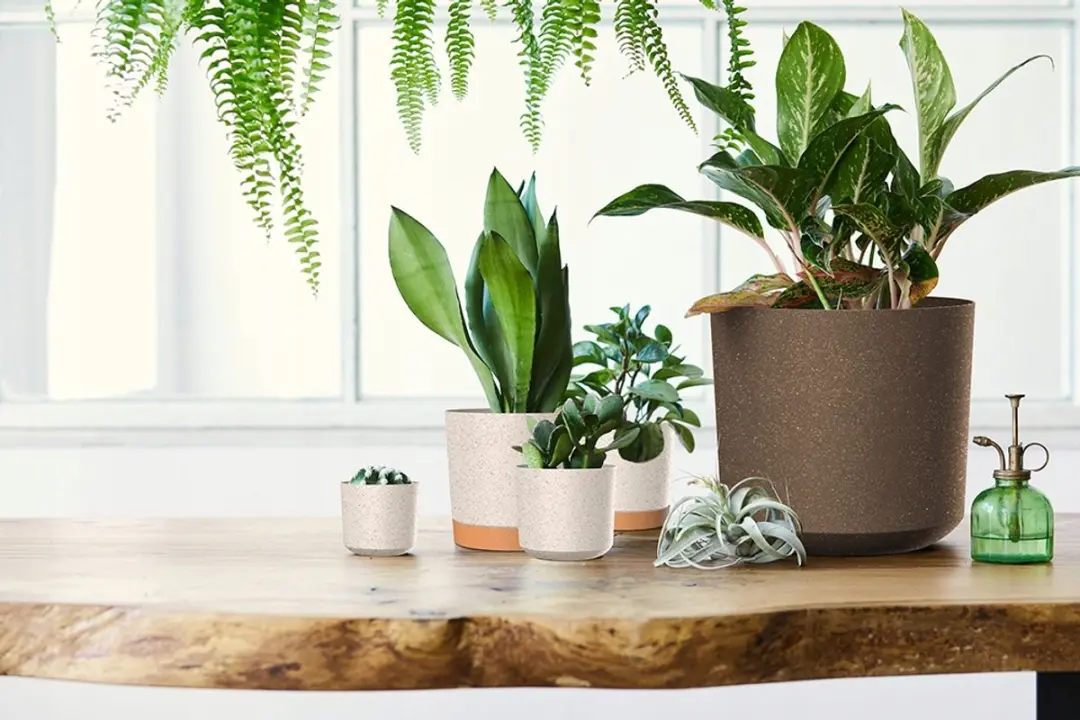 Prosperplast Tubo P Eco Wood Bloempot Ø19,9cm Wit - afbeelding 4 van 4