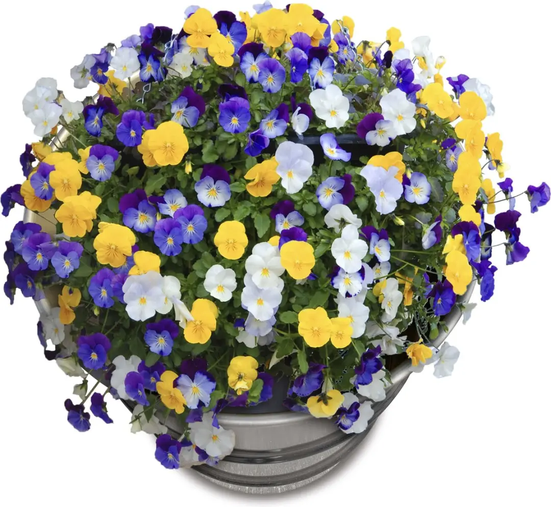 Barrelkings Olievat Plantenbak 60L - Zwart - afbeelding 2 van 6