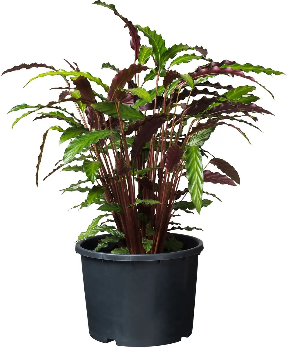 Nature Ritzi Plantencontainer 25L - Zwart - afbeelding 3 van 4