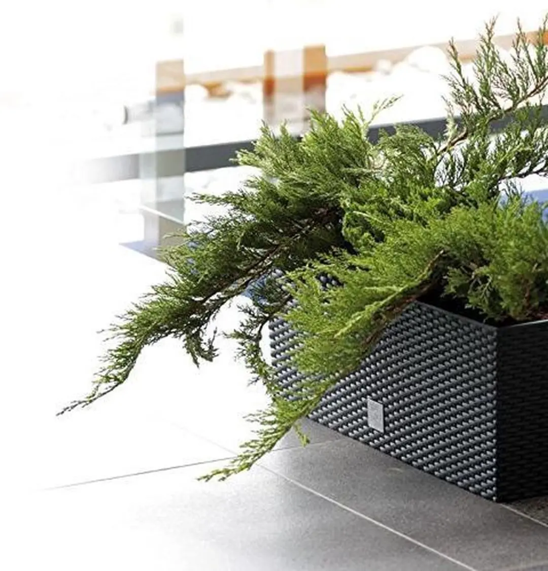 Prosperplast Rato Bloempot 51x19cm - Antraciet - afbeelding 5 van 6