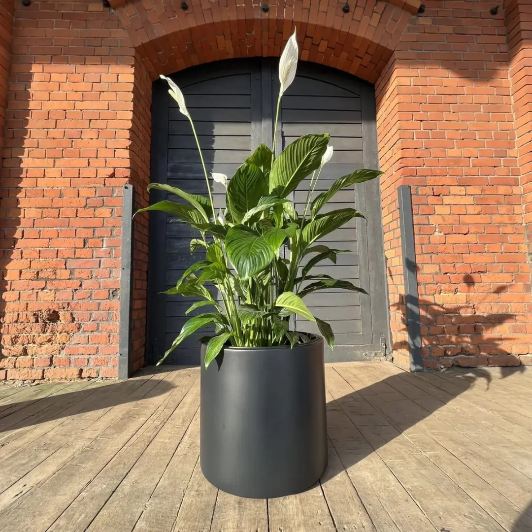 Prosperplast Heos R Bloempot 47cm - Antraciet - afbeelding 3 van 4