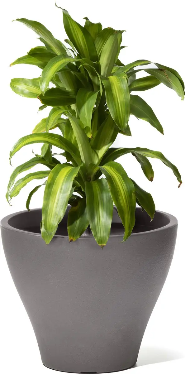 Step2 Fernway Bloempot 35L - Donker Ceder - afbeelding 3 van 4