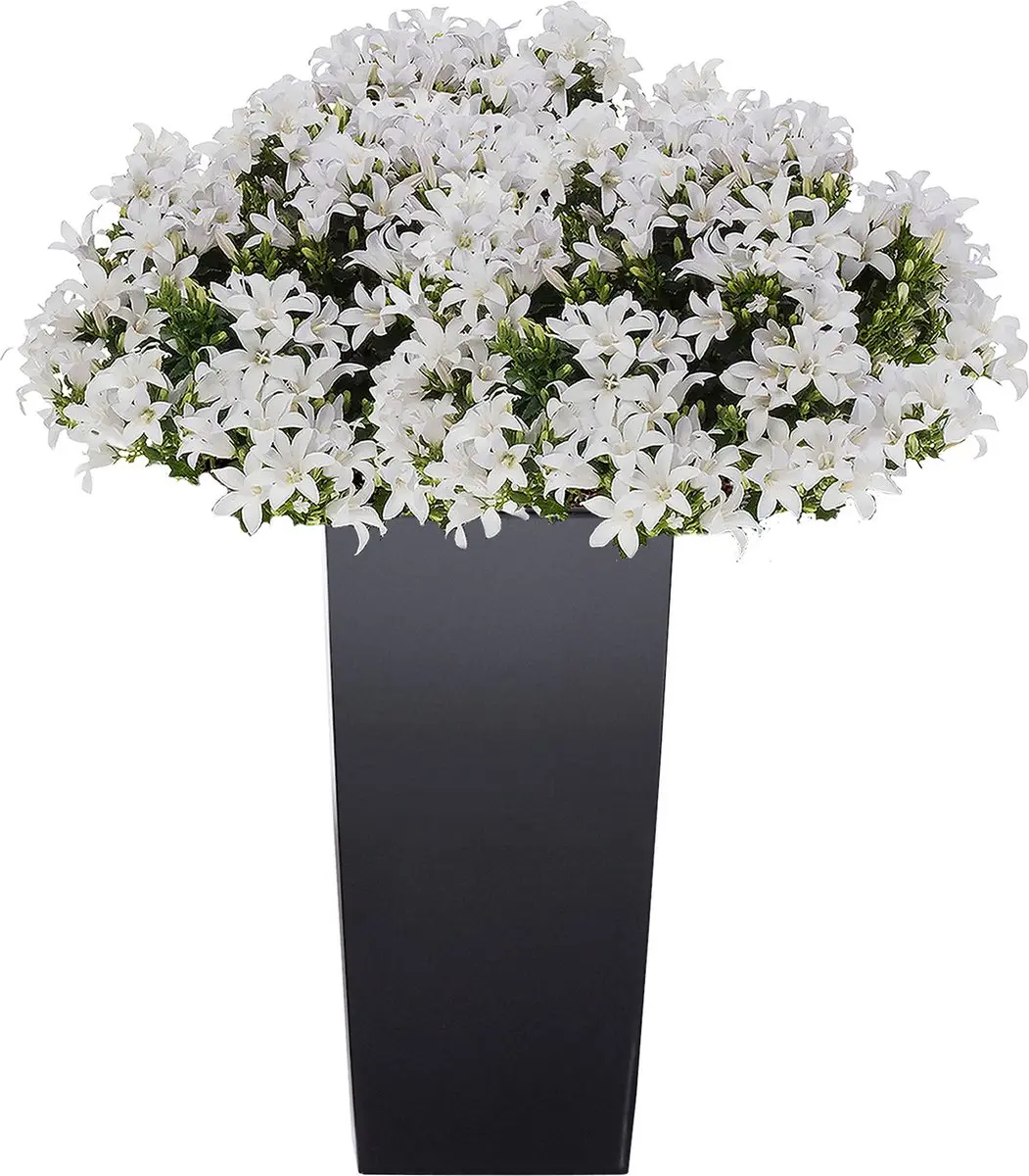 Prosperplast Urbi Plantenbak 24x45cm Antraciet - afbeelding 2 van 6