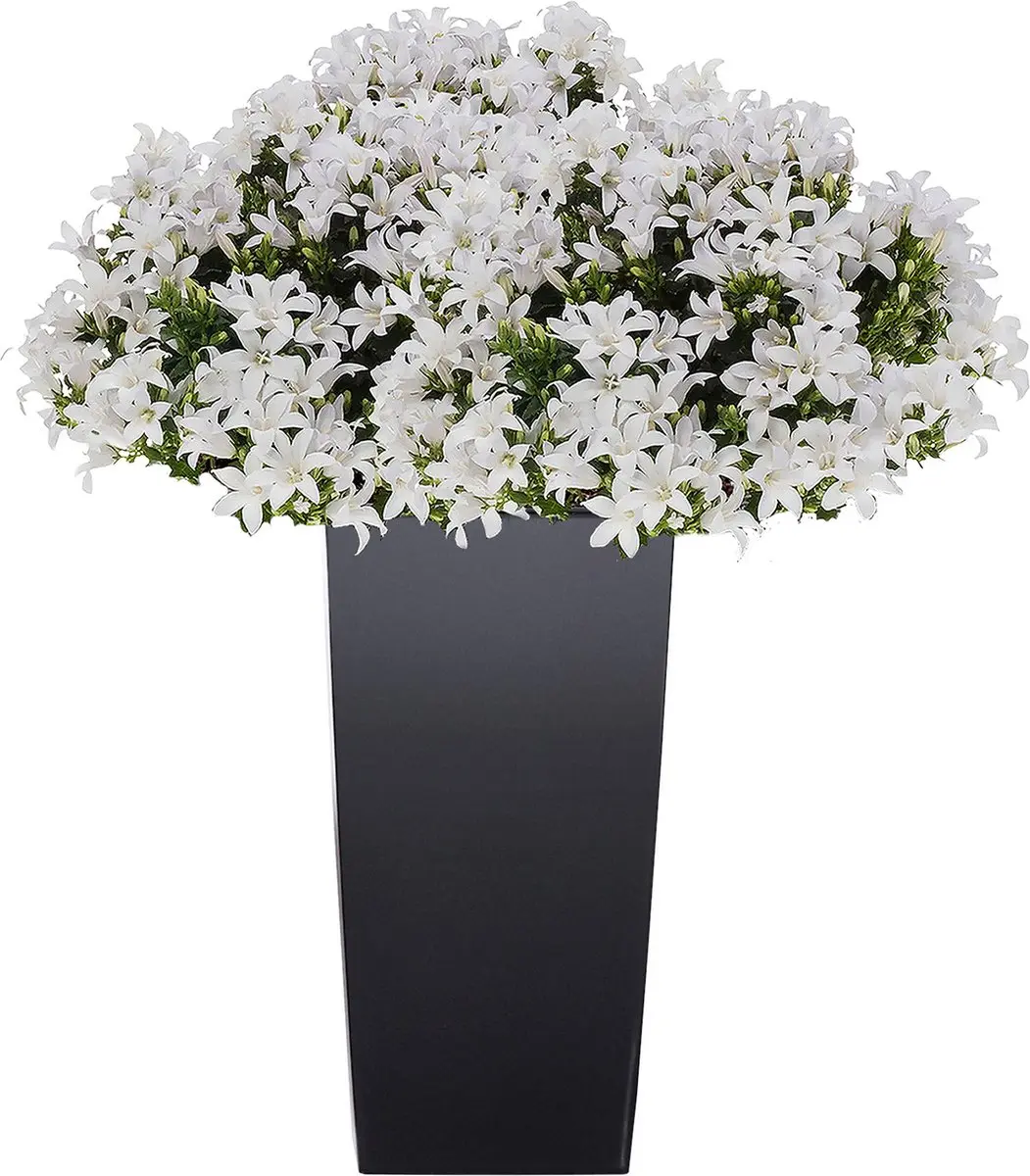 Prosperplast Urbi Plantenbak 19,5x37,5cm Antraciet - afbeelding 3 van 6