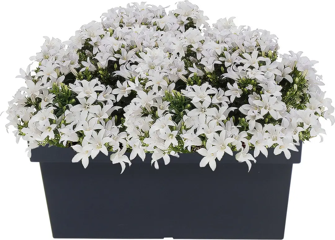 Prosperplast Lofly Case Plantenbak 58cm Antraciet - afbeelding 2 van 3