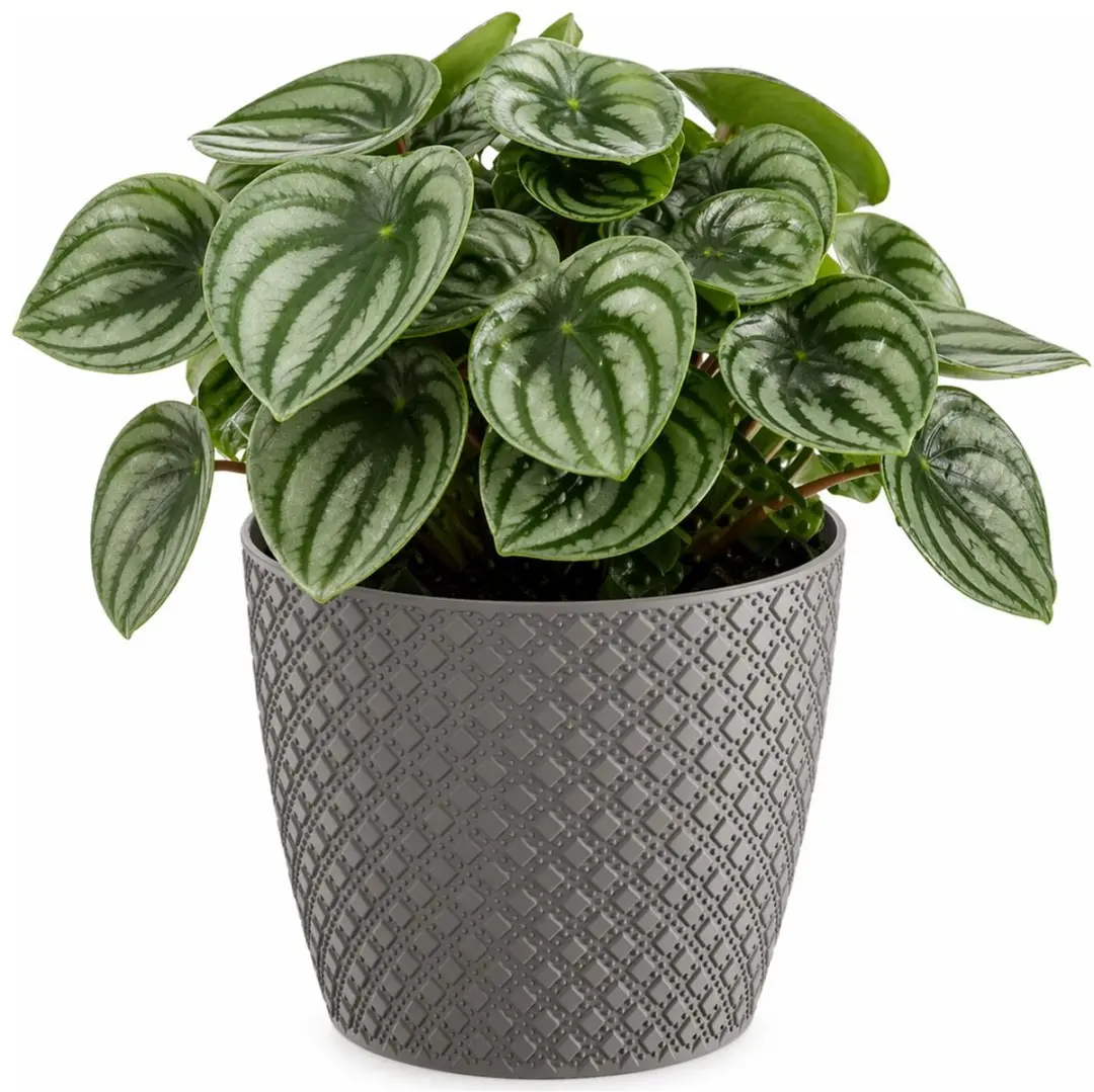 Prosperplast bloempot / plantenpot