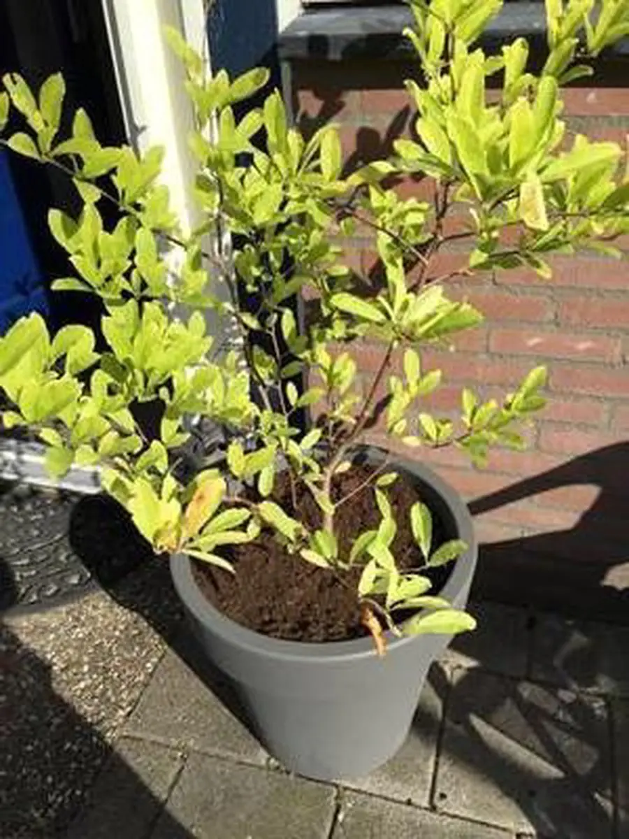 Prosperplast Lofly Bloempot 50cm - Steengrijs - afbeelding 2 van 5