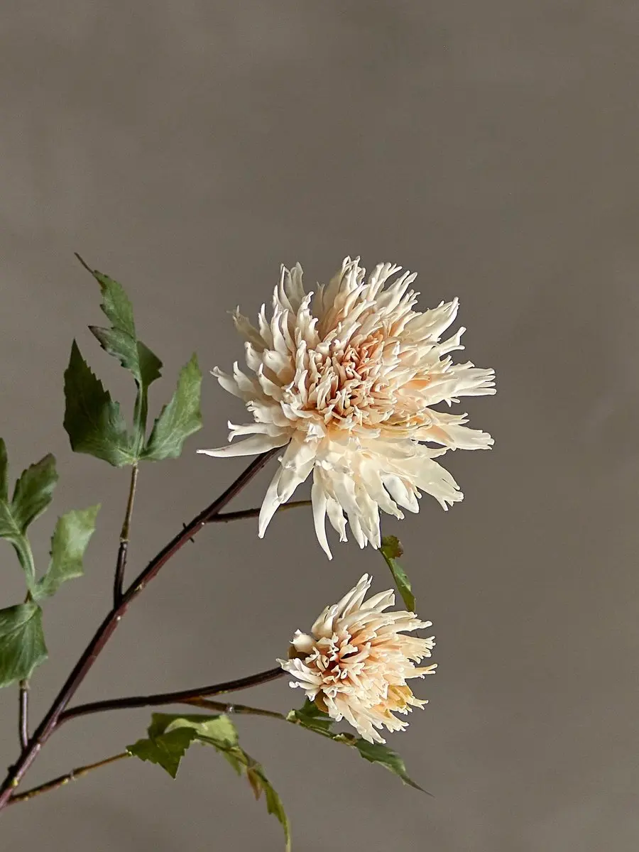 Chrysantemum Stem Nature