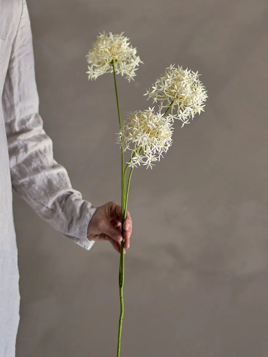 Allium Stem White