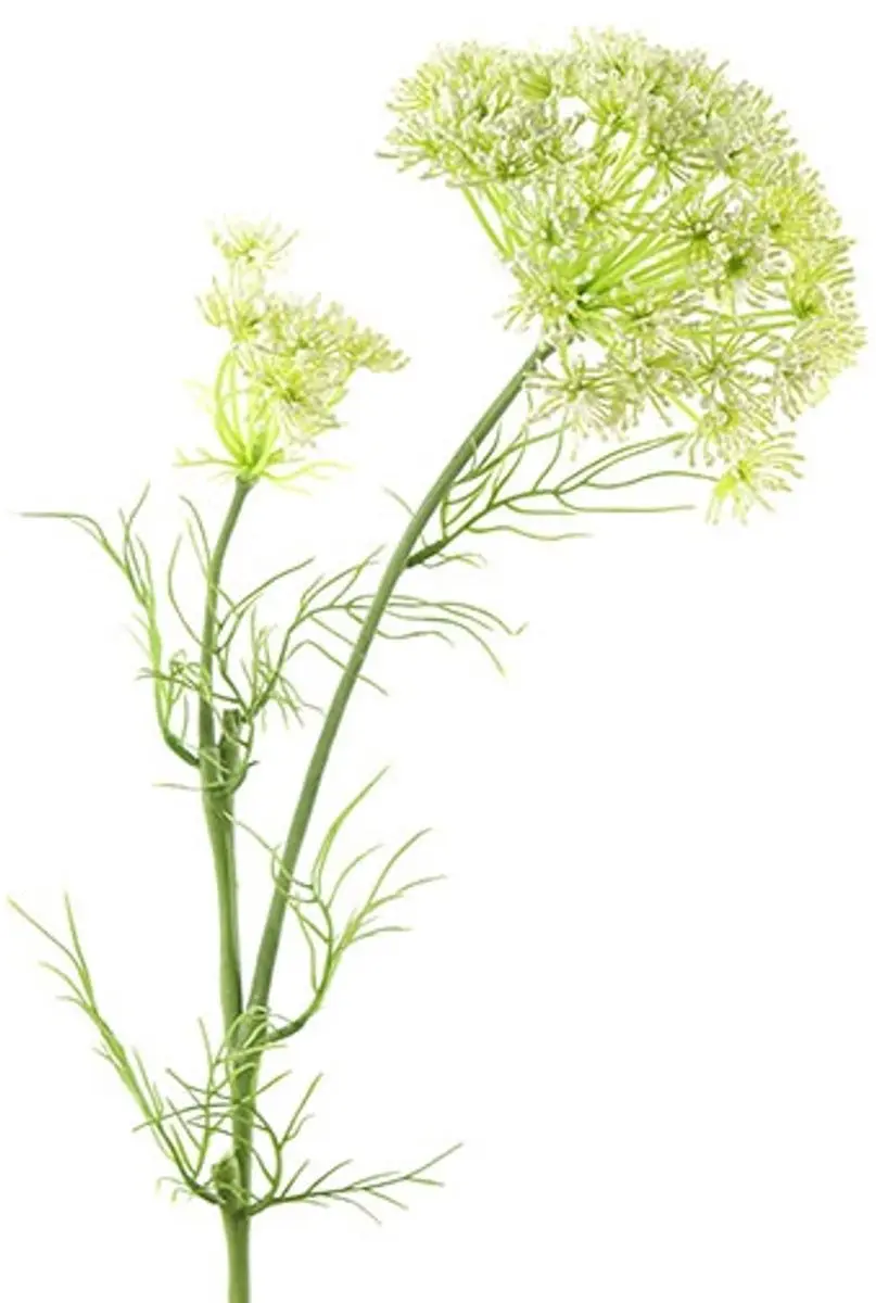 Countryfield Daucus Carota Wit