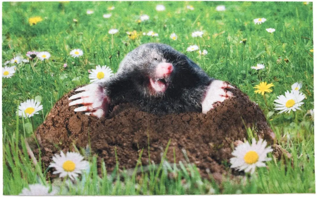 Deurmat mol