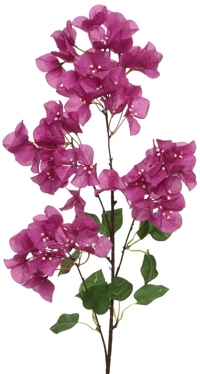 Everlands Bougainvillea Roze & Wit 100 cm